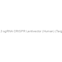 NEIL3 sgRNA CRISPR Lentivector (Human) (Target 2)